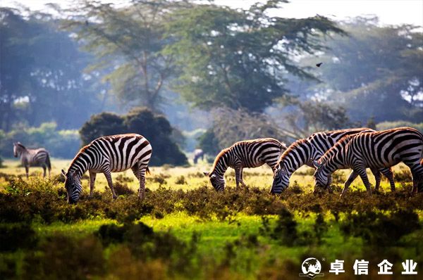 注冊肯尼亞公司的流程和所需材料